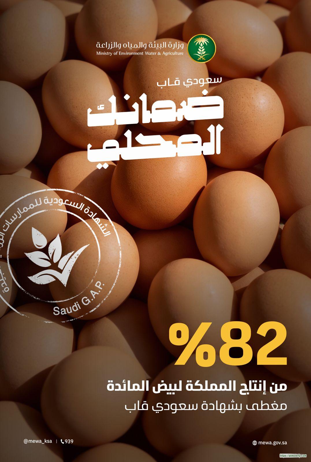 "البيئة": 82% من إنتاج المملكة لبيض المائدة معتمد بشهادة "سعودي قاب" وإنتاج سنوي يتجاوز 8.4 مليارات بيضة