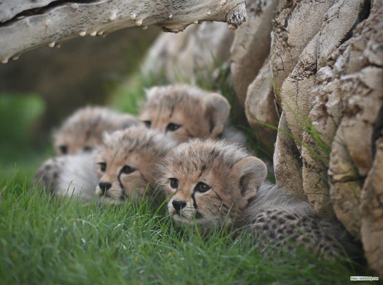مجلة Nature تنشر ورقة علمية للمركز الوطني لتنمية الحياة الفطرية حول اكتشاف فهود محنطة طبيعيًا في كهوف المملكة