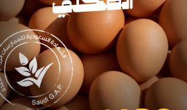 "البيئة": 82% من إنتاج المملكة لبيض المائدة معتمد بشهادة "سعودي قاب" وإنتاج سنوي يتجاوز 8.4 مليارات بيضة