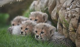 مجلة Nature تنشر ورقة علمية للمركز الوطني لتنمية الحياة الفطرية حول اكتشاف فهود محنطة طبيعيًا في كهوف المملكة