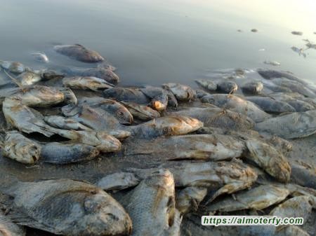 الأسماك النافقة: ماذا حدث على شواطئ خليج سيهات؟