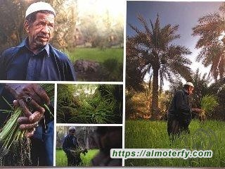 زوار ويا التمر أحلى  يُشيدون بـ (بوحليقة )