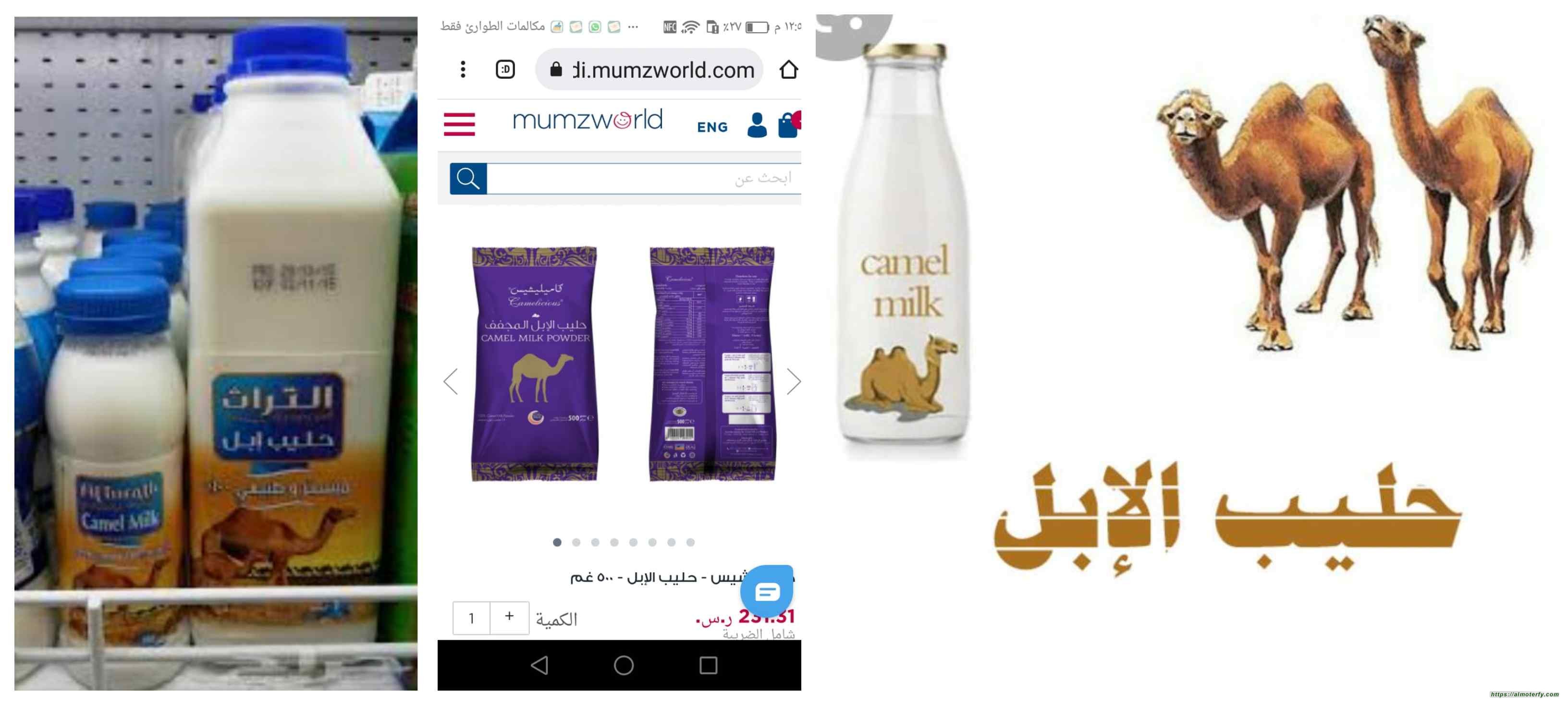 حليب الإبل ذهب الصحراء الأبيض