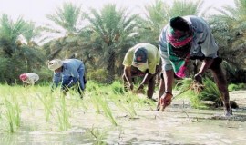 «الأرز الحساوي» مهدد بالانقراض لاستنزافه المياه الجوفية