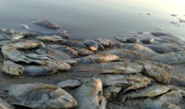 الأسماك النافقة: ماذا حدث على شواطئ خليج سيهات؟