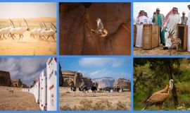 المركز الوطني لتنمية الحياة الفطرية: إطلاق أكثر من 10 آلاف كائن فطري ضمن برامج إعادة التوطين